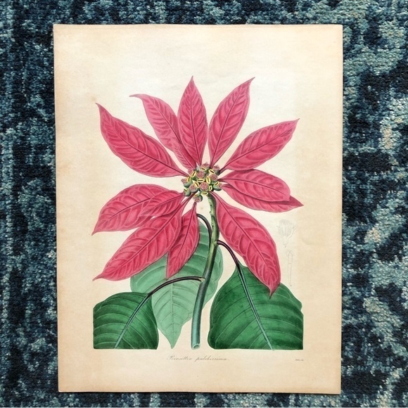 Poinsettia Botanical Chromo Lithograph Print - Picture 6 of 6